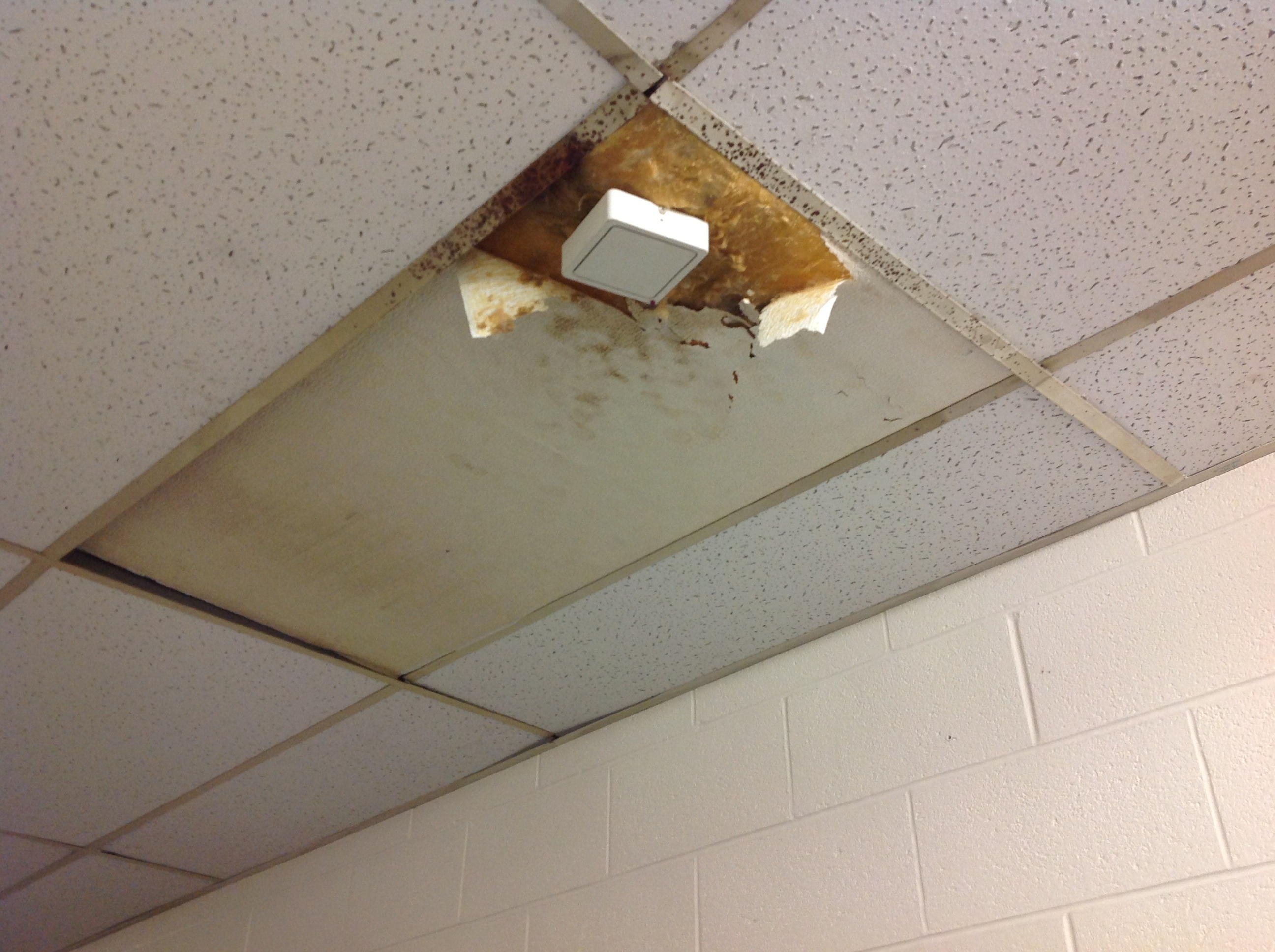 moisture damaged ceiling tiles with possible black mold.