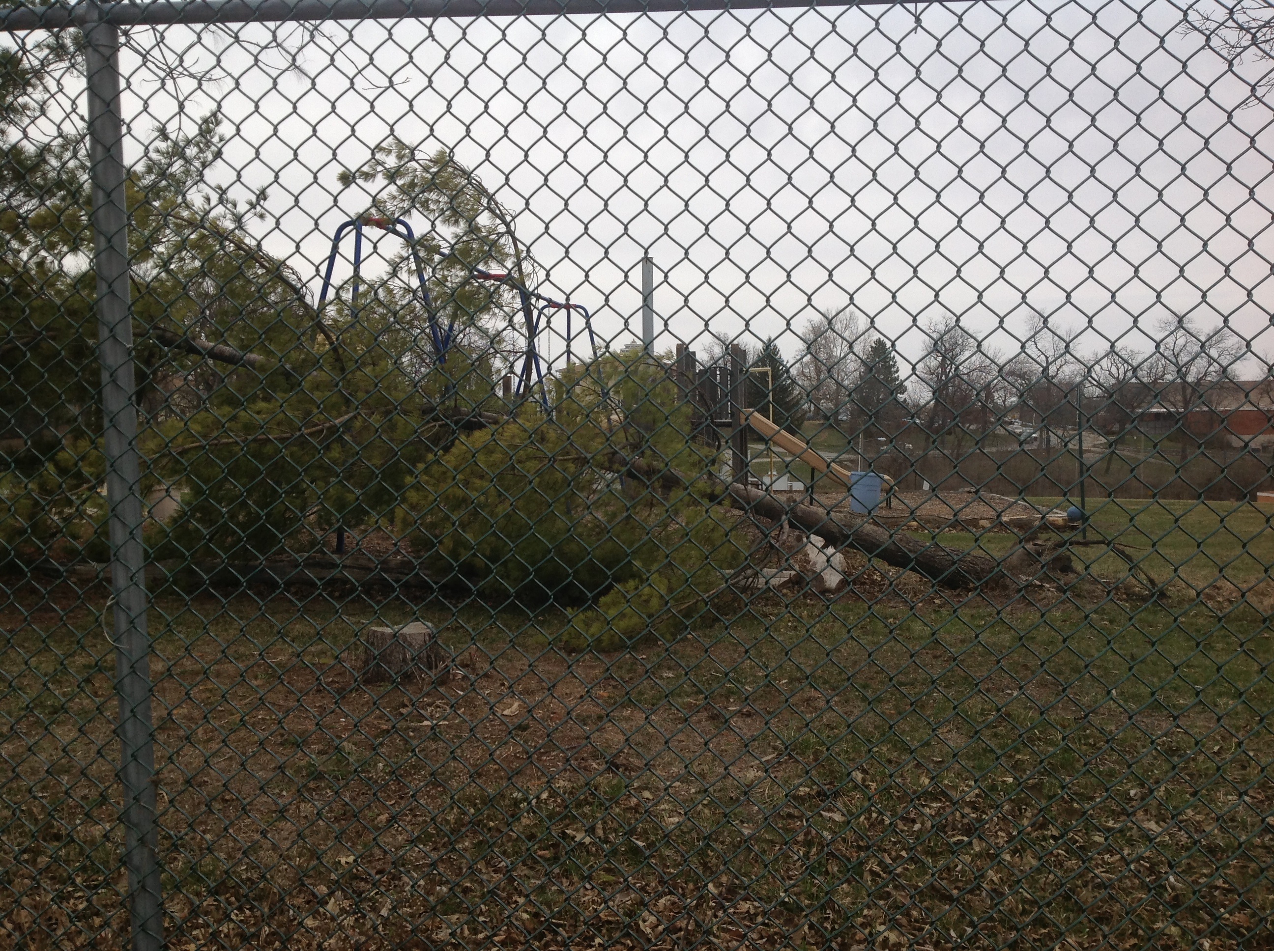 dangerous pines on Maharishi School playground